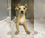 Small #2 Chihuahua Mix
