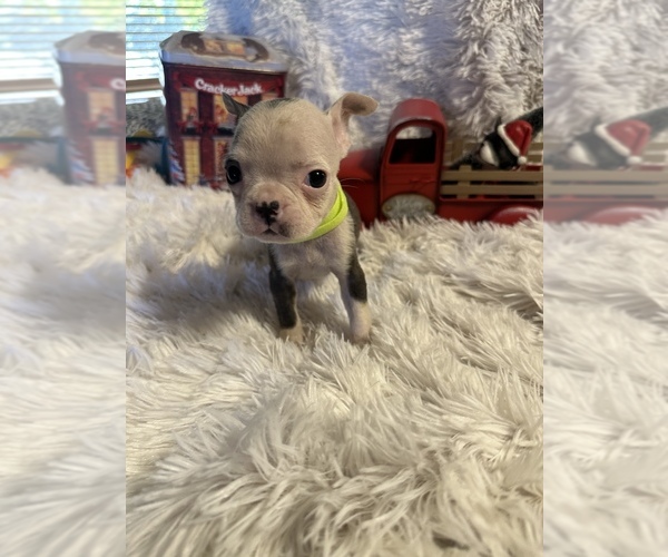 Medium Photo #6 Boston Terrier Puppy For Sale in BOWLING GREEN, KY, USA