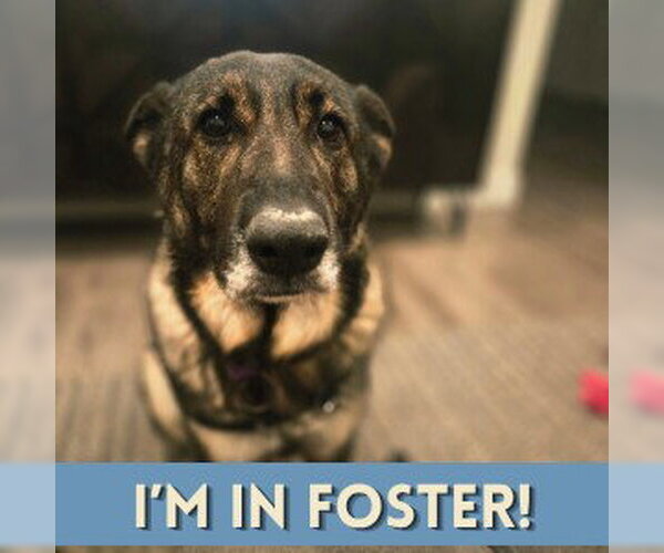 Medium Photo #1 German Shepherd Dog Puppy For Sale in Alameda, CA, USA