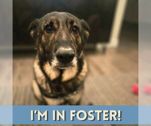 German Shepherd Dog Dogs for adoption in Alameda, CA, USA