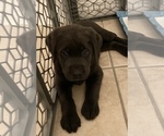 Small Photo #6 Labrador Retriever Puppy For Sale in HENDERSON, NV, USA