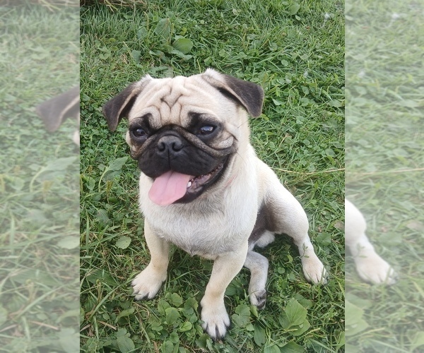 Medium Photo #1 Pug Puppy For Sale in EDGAR, WI, USA