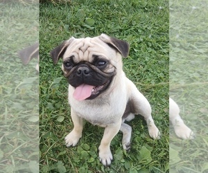 Pug Puppy for sale in EDGAR, WI, USA