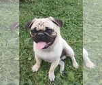 Small Pug