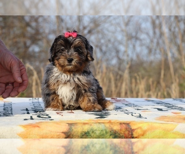 Medium Photo #29 ShihPoo Puppy For Sale in DYERSBURG, TN, USA