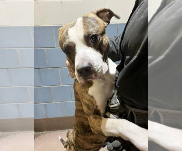 Medium Photo #5 Mutt Puppy For Sale in Crete, IL, USA