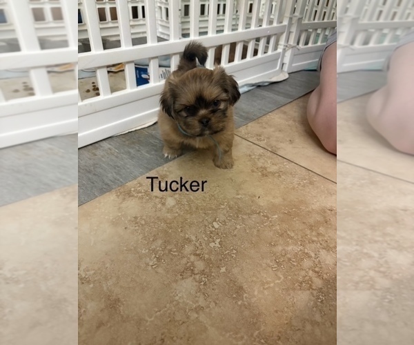 Medium Photo #17 Shih Apso Puppy For Sale in SCOTTSDALE, AZ, USA