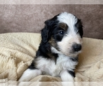 Small Photo #8 Aussiedoodle Puppy For Sale in CONCORD, NC, USA