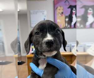 Boxador Dogs for adoption in Bolivar, MO, USA