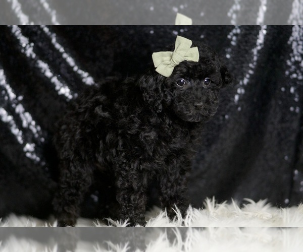 Medium Photo #3 Poodle (Toy) Puppy For Sale in WARSAW, IN, USA
