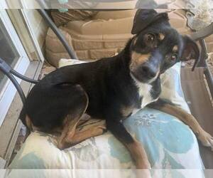 Maddox - Male Miniature Pinscher-Unknown Mix Dog for Adoption - Photo #3