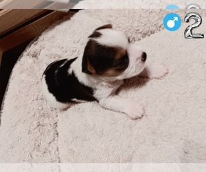 Biewer Yorkie Puppy for sale in GRANBURY, TX, USA