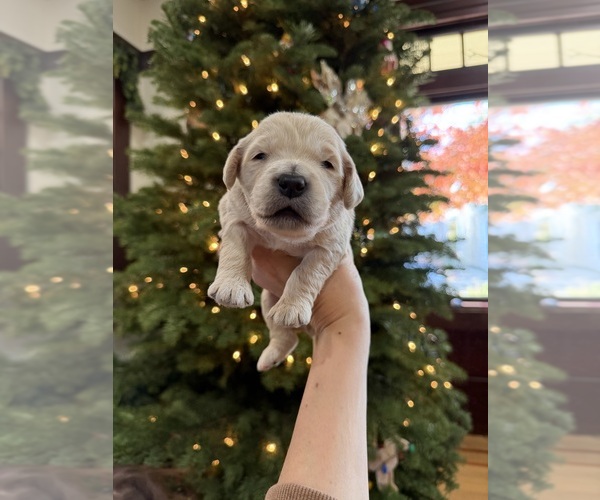 Medium Photo #1 Goldendoodle Puppy For Sale in ALAMEDA, CA, USA