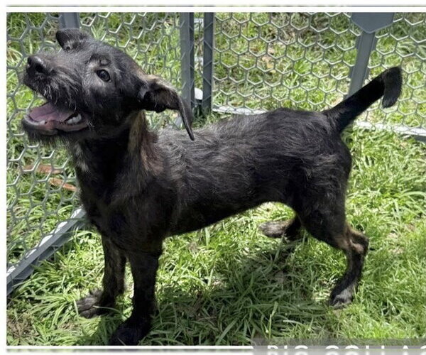 Medium Photo #2 Mutt Puppy For Sale in Virginia Beach, VA, USA