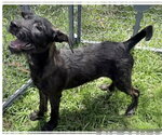 Small #1 Mutt