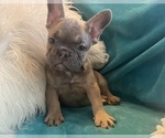 Small #1 French Bulldog