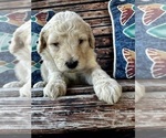 Small #10 Goldendoodle