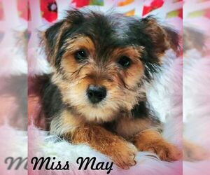 Mutt Dogs for adoption in Tustin, CA, USA