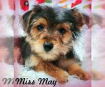 Small Mutt