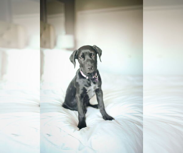 Medium Photo #5 Labrador Retriever-Retriever  Mix Puppy For Sale in Corona, CA, USA