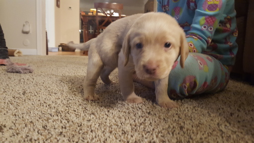Medium Photo #1 Labrador Retriever Puppy For Sale in GROSSE POINTE, MI, USA