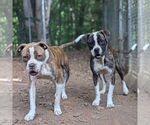 Small #2 Boxer Mix