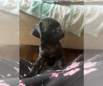 Small Photo #1 Frenchie Pug Puppy For Sale in BRIDGEPORT, CT, USA