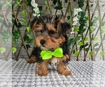 Small #2 Yorkshire Terrier