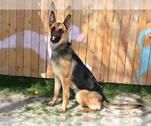 German Shepherd Dog-Unknown Mix Dogs for adoption in West Valley, UT, USA
