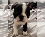 Puppy 2 French Bulldog