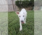 Small #3 Great Pyrenees Mix