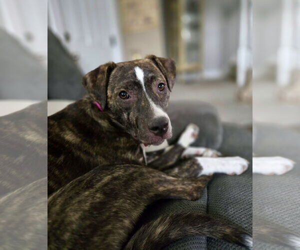 Medium Photo #16 Mutt Puppy For Sale in Mount Laurel, NJ, USA