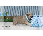 Small #20 Pug