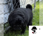 Small #1 Pug