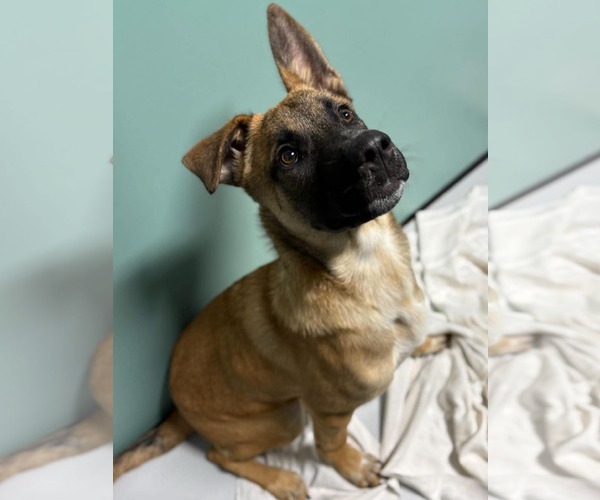 Medium Photo #4 Mutt Puppy For Sale in Woodbury, NY, USA