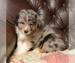 Small Photo #1 Australian Shepherd Puppy For Sale in ROCKY MOUNT, VA, USA