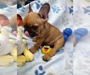 French Bulldog Puppy for sale in COFFEYVILLE, KS, USA