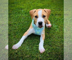 Staffordshire Bull Terrier-Unknown Mix Dogs for adoption in Holly Springs, NC, USA