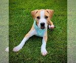 Small Staffordshire Bull Terrier Mix