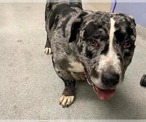 Basset Hound-Unknown Mix Dogs for adoption in Orange, CA, USA