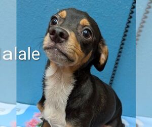 Chihuahua-Unknown Mix Dogs for adoption in Carrollton, TX, USA
