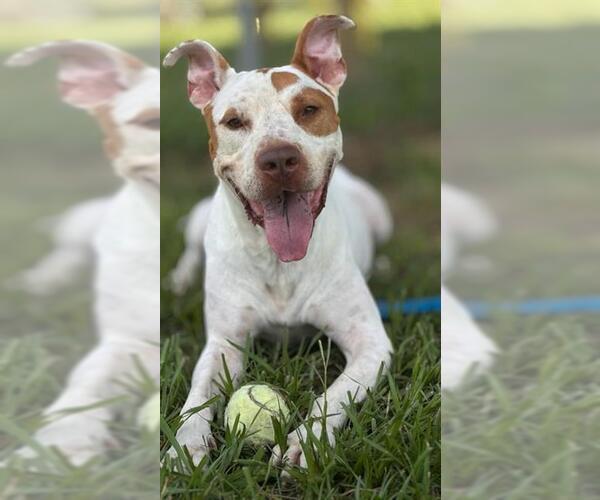 Medium Photo #1 Labrador Retriever-Unknown Mix Puppy For Sale in Rosenberg, TX, USA
