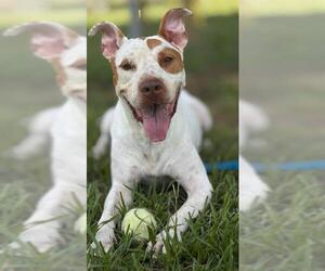 Labrador Retriever-Unknown Mix Dogs for adoption in Rosenberg, TX, USA
