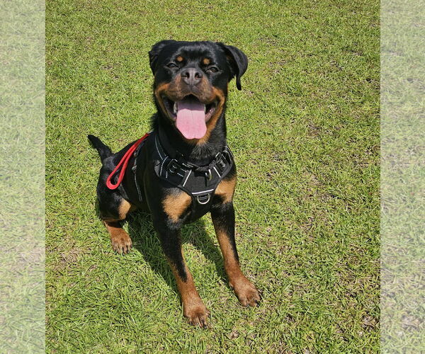 Medium Photo #4 Rottweiler Puppy For Sale in White Hall, AR, USA