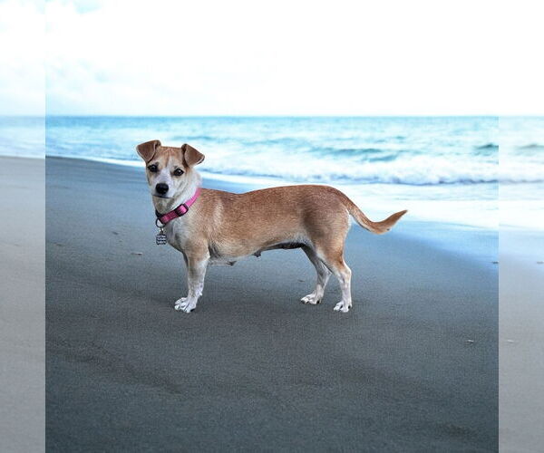 Medium Photo #2 Dachshund Puppy For Sale in Menifee, CA, USA
