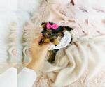 Small #8 Yorkshire Terrier