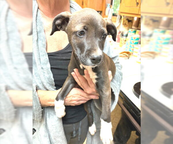 Medium Photo #2 Feist Terrier-Labrador Retriever Mix Puppy For Sale in Rutherfordton, NC, USA