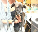 Small #1 Feist Terrier-Labrador Retriever Mix