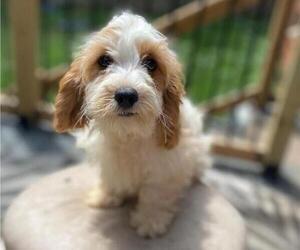 Cavapoo Puppy for sale in HICKORY, NC, USA
