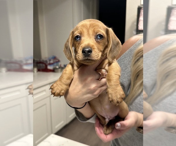 Medium Photo #1 Dachshund Puppy For Sale in SAN DIEGO, CA, USA